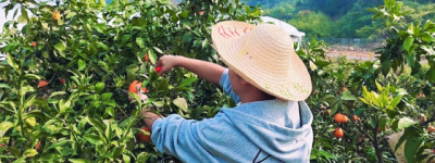 平安产险浙江分公司：从“田间”到“直播间”  “党建+”赋能“销售旺”