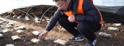 党旗映红致富路 保险托起菌中金