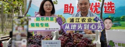 山野好葡通销路 云端助农促共富