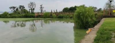 老坛蜂蜜甜薯换大鲤