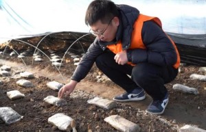 党旗映红致富路 保险托起菌中金