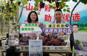 山野好葡通销路 云端助农促共富