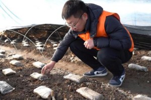 一张保单守护“菌中黄金”