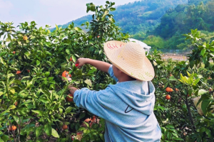 平安产险浙江分公司：从“田间”到“直播间”  “党建+”赋能“销售旺”