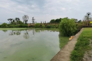 老坛蜂蜜甜薯换大鲤